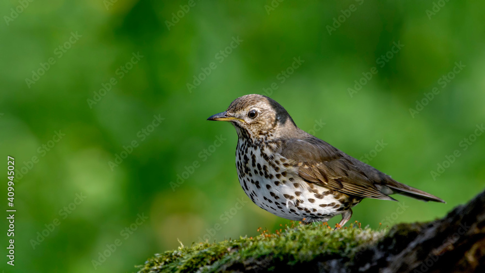 Song Thrush on a moss Song Thrush on a moss