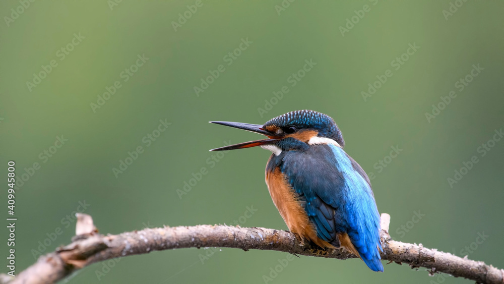 Obraz premium common kingfisher perched on branch