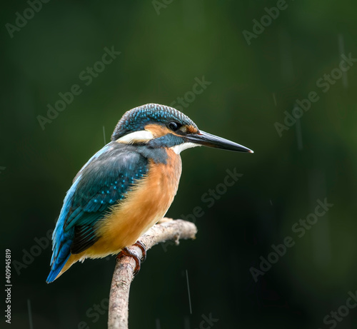 common kingfisher perched on branch