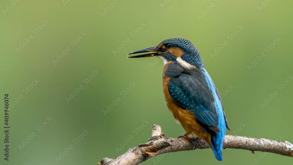 Obraz premium common kingfisher perched on branch