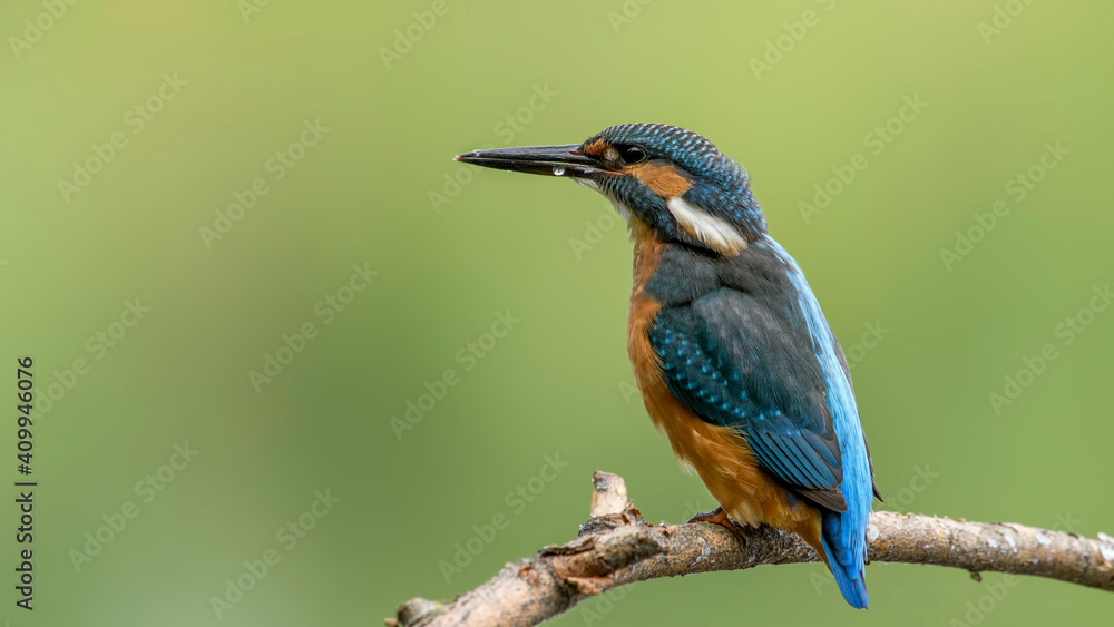 common kingfisher perched on branch common kingfisher perched on branch