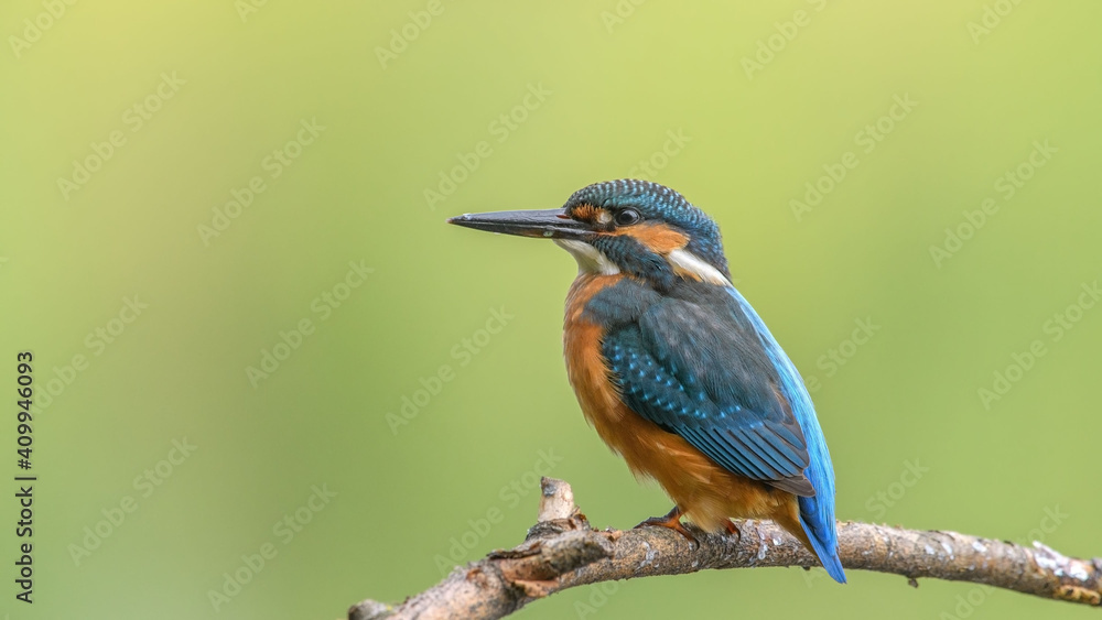Fototapeta premium common kingfisher perched on branch