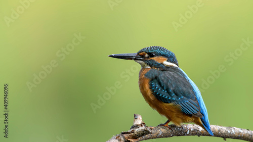 common kingfisher perched on branch