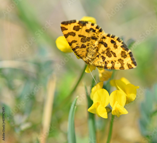 Obraz na płótnie Pantherspanner oder Gelbe Fleckenspanner (Pseudopanthera macularia) w salonie