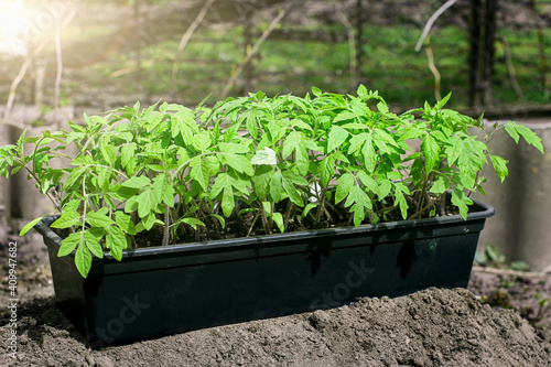 Tomato seedlings in a black plastic tray. Preparing for planting in a greenhouse.