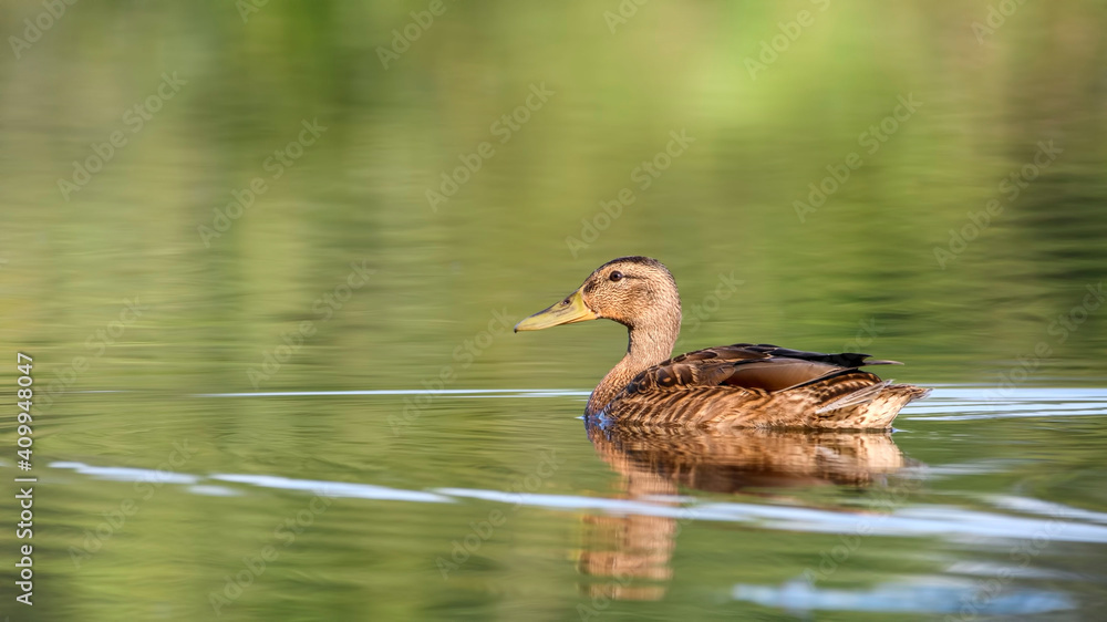 Wild duck . Wild duck on takeoff, flying, splashing. Wild duck . Wild duck on takeoff, flying, splashing.