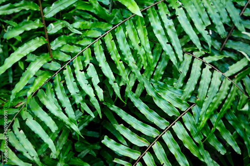 Beautiful tropical fern leaves in a natural environment in the sunlight.A fern in the forest. Photo of green leaves. The giant leaves of the forest fern.Green Sword Fern.Giant leaves of a forest fern.
