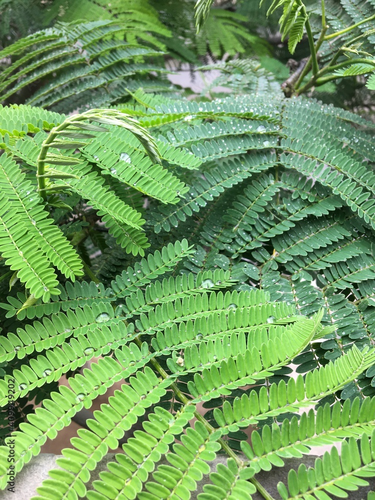 fern leaves