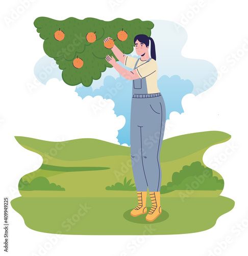 farmer female cultivating oranges in the camp vector illustration design