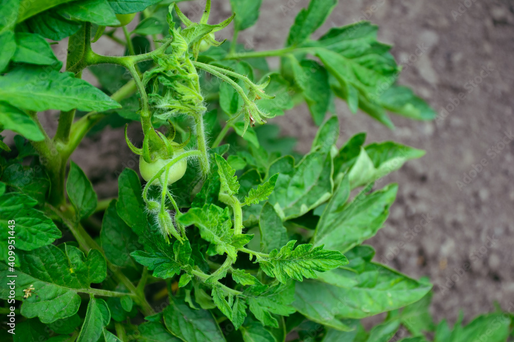 Green tomatoes. Fresh organic tomato in countryside garden. Organic vegetables. Ecologically clean agriculture in the village. Salad ingredients. Green tomatoes. Fresh organic tomato in countryside garden. Organic vegetables. Ecologically clean agriculture in the village. Salad ingredients.