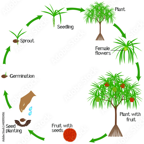 A growth cycle of pandanus tectorius tree with hala fruit on a white background.