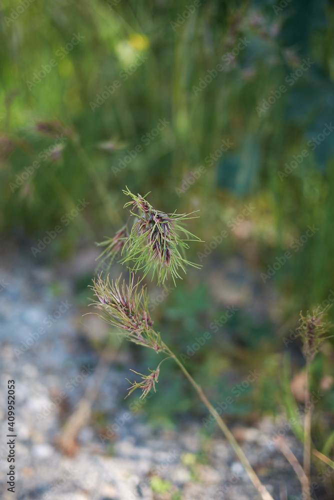 Obraz premium Poa bulbosa 