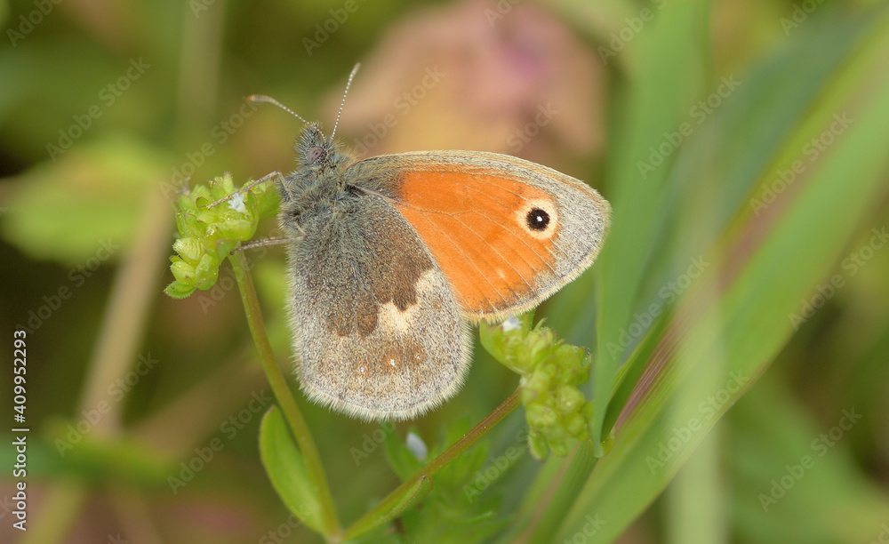 Nahaufnahme eines kleinen Wiesenvögelein in einer Wiese Nahaufnahme eines kleinen Wiesenvögelein in einer Wiese