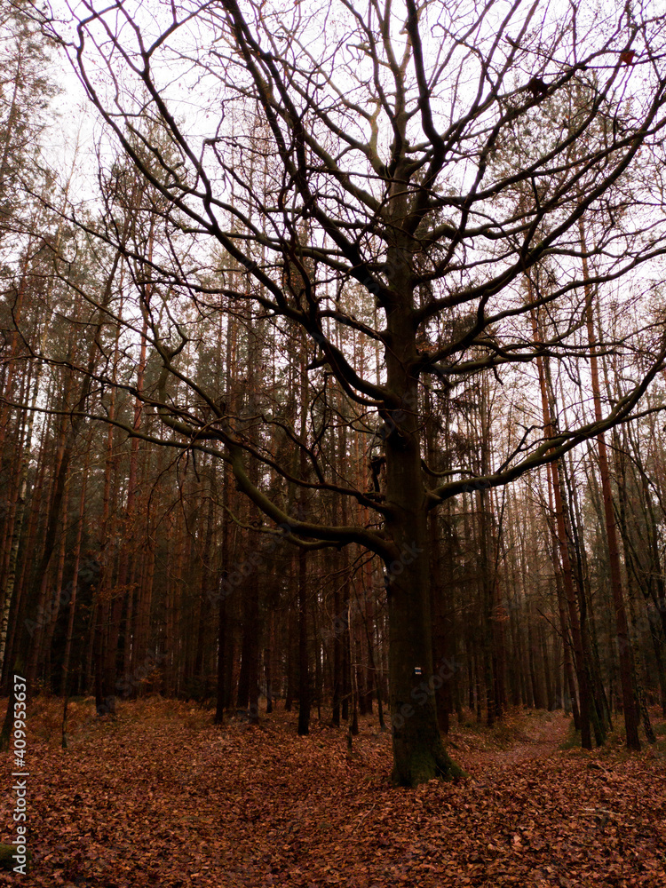 Fototapeta premium Autumn Czech forest with fallen leaves