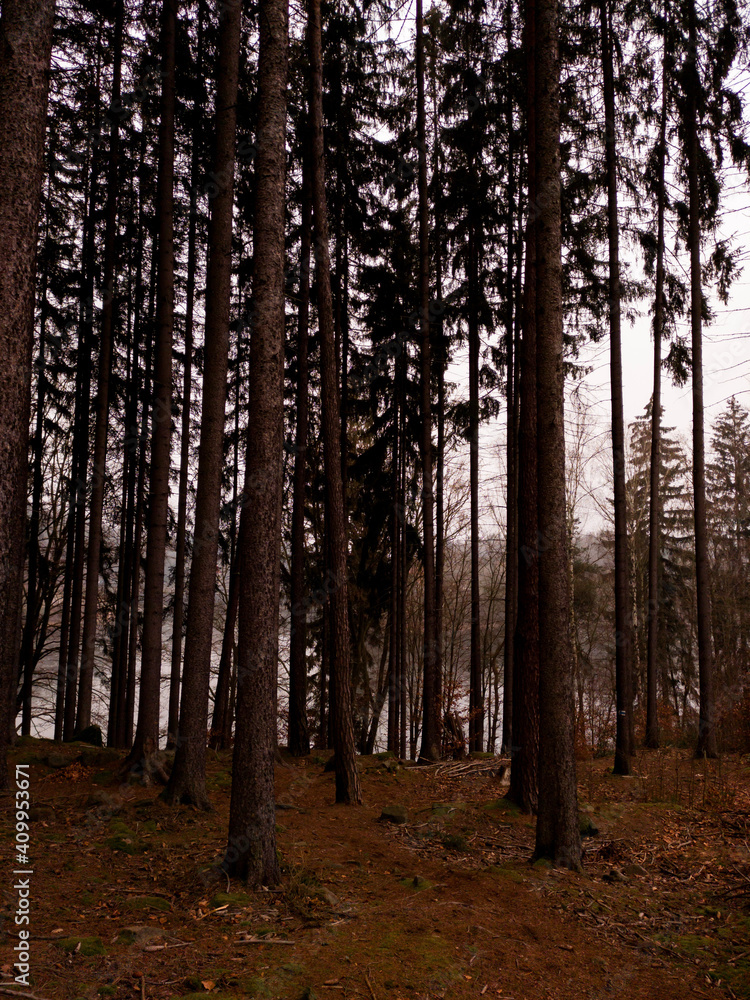 Autumn Czech forest with fallen leaves Autumn Czech forest with fallen leaves