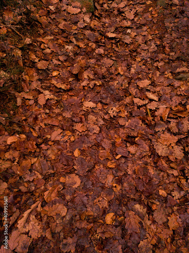 Autumn oak leaves lying on the ground