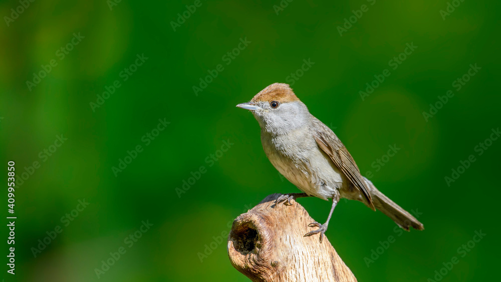 Eurasian Blackcap sitting on a branch. Eurasian Blackcap sitting on a branch.