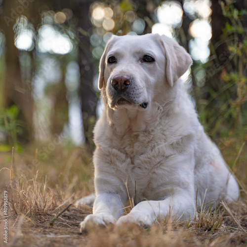 WHITE LABRADOR RETRIEVER DOG WITH THE BACKGROUND OUT OF FOCUS IN A NATURAL ENVIRONMENT