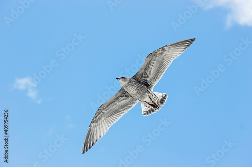 close up of seagull flying in blue sky