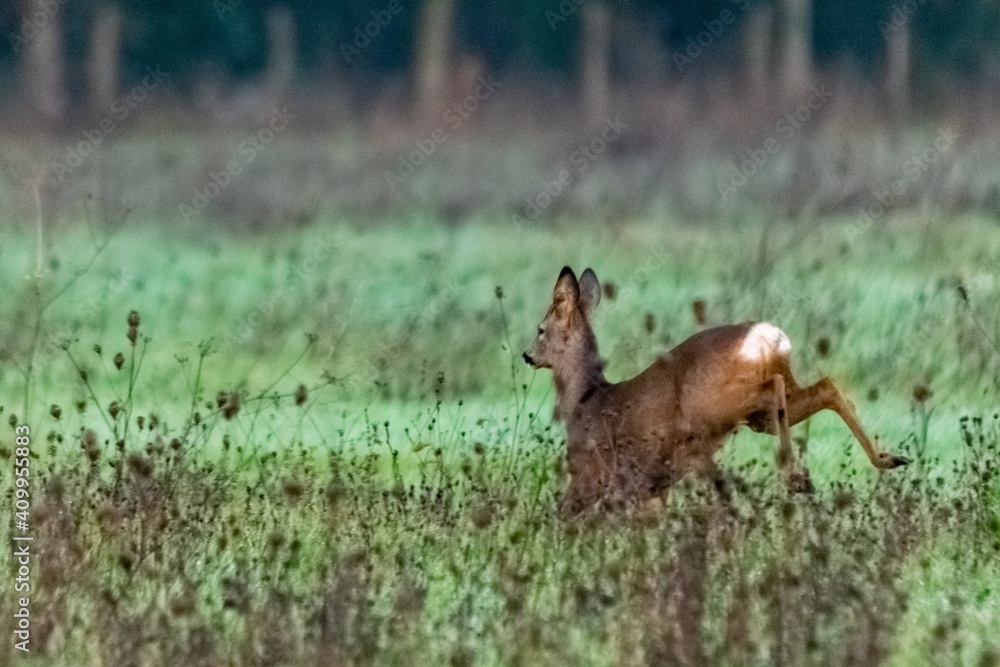 portrait of deer in the grass portrait of deer in the grass