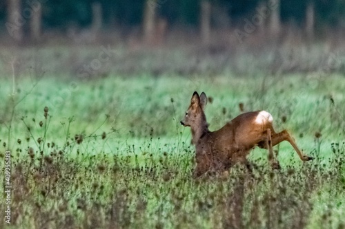 portrait of deer in the grass