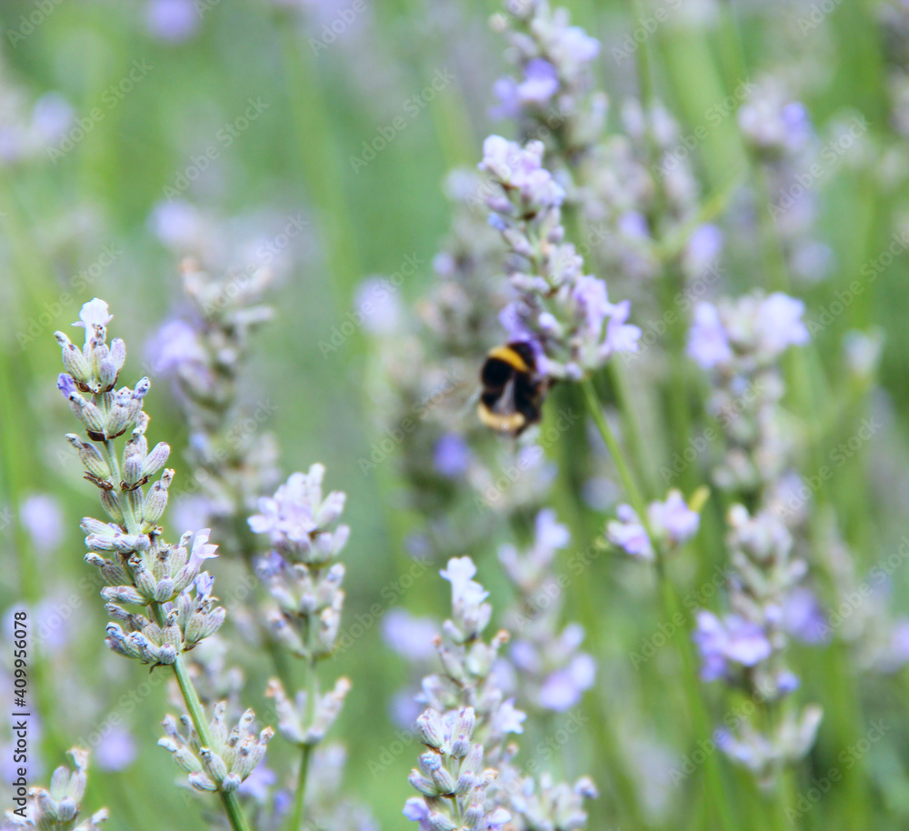 Bumblebee collecting nectar on lavender flowers in summer field Bumblebee collecting nectar on lavender flowers in summer field