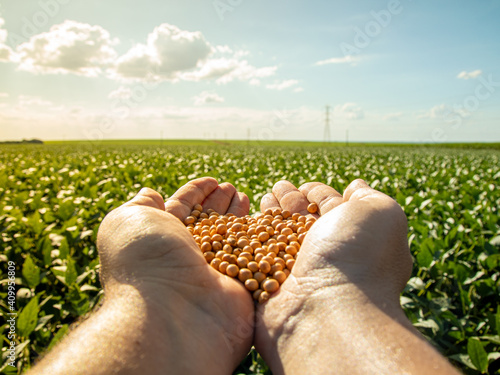 hand holding soybeans with platation and sky on the horizon and details in macro