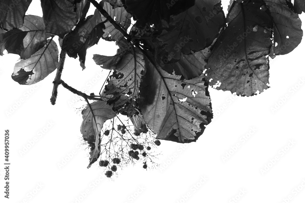 Obraz premium Leaves of a tree with sky background, Kolar, India.