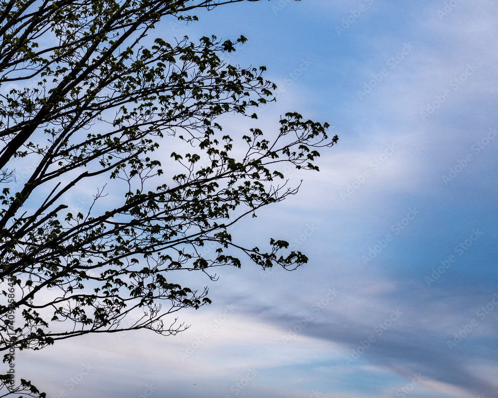 Obraz premium tree in the sky