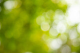 Light of out focus,Blurred background.Bokeh from natural green leaves.