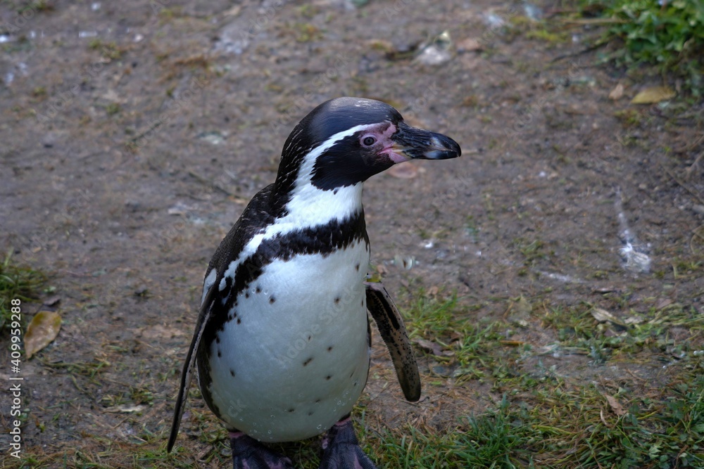 Naklejka premium Humboldt penguin in Latin called Spheniscus humboldti, living in captivity and walking around in an enclosure. Half lateral view on the bird exposing its chest and belly, the head turned to the right.