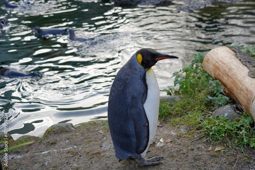 King penguin  in Latin called Aptenodytes patagonicus  in lateral view. He is standing on a bank of a small pond in the enclosure and is looking for another birds of flock. Animal living in captivity.