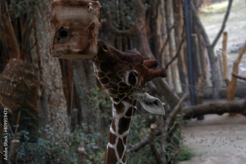 Giraffe  in Latin called Giraffa camelopardalis  head in lateral close up view. She is looking for food. It is an animal living in captivity in enclosure arranged to resemble to its natural habitat. 