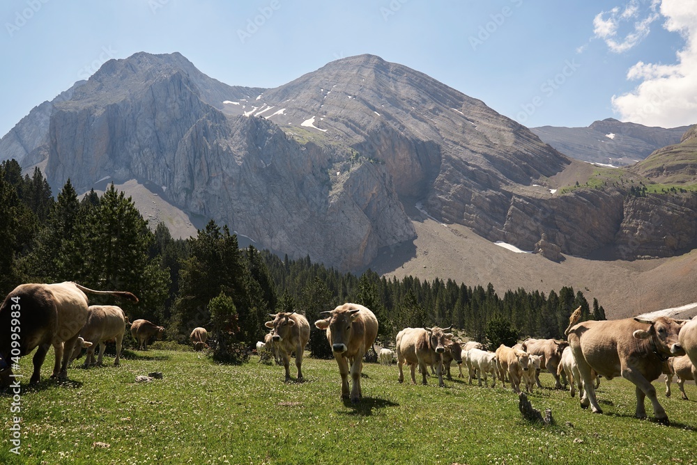Herd of domestic cows pasturing in lush grassy mountainous valley on sunny day in summer