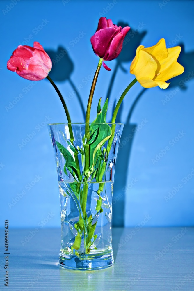 closeup of three blooming tulips in glass vase on a blue background closeup of three blooming tulips in glass vase on a blue background