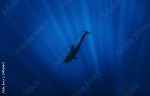 From below of amazing pilot whale swimming in dark blue sea water in evening photo