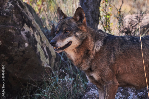 Wild wolf standing on forest under tree photo