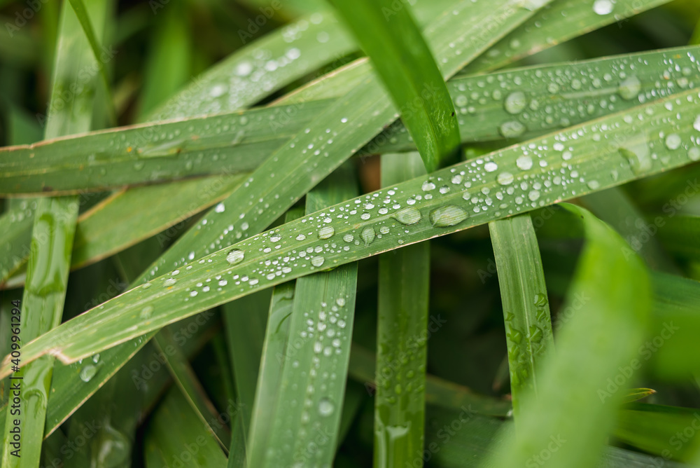 Green reed grass with dew drops. Green reed grass with dew drops.