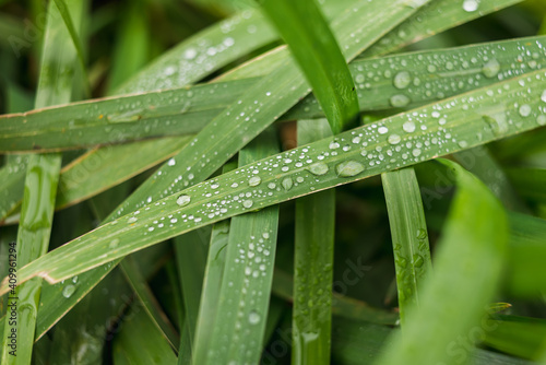 Green reed grass with dew drops.
