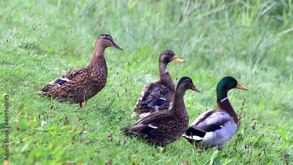 mallard ducks in the nature
mallard ducks in the nature
