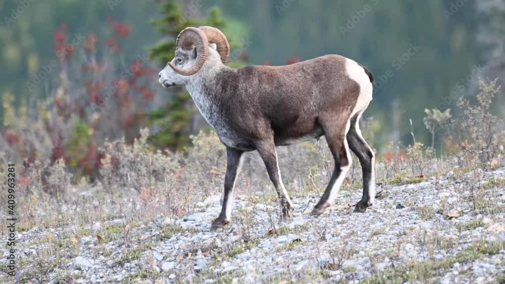 Stone sheep in the Canadian wilderness Stone sheep in the Canadian wilderness