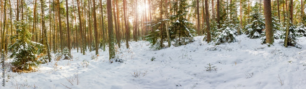 zima w lesie na Mazurach w północno-wschodniej Polsce zima w lesie na Mazurach w północno-wschodniej Polsce