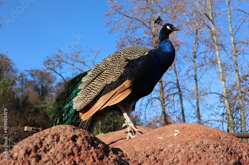 A colorful peacock standing majestically and proudly on a rock in the Zürich Zoo. Fall foliage can be seen in the background photo