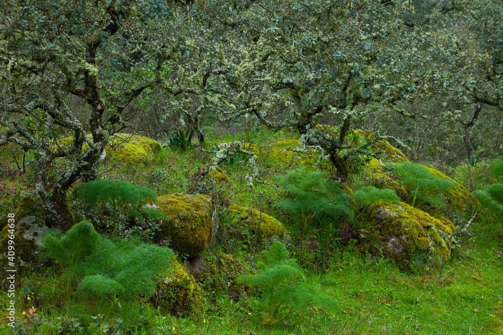 Parque Natural Sierra de Andújar, Jaen, Andalucía, España Parque Natural Sierra de Andújar, Jaen, Andalucía, España