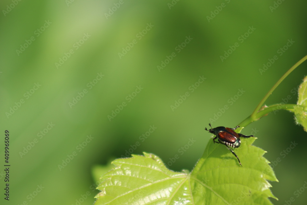 brown and blue bug on green leaf brown and blue bug on green leaf