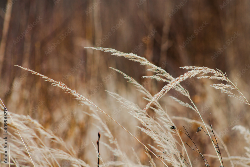 Fototapeta premium ears of wheat