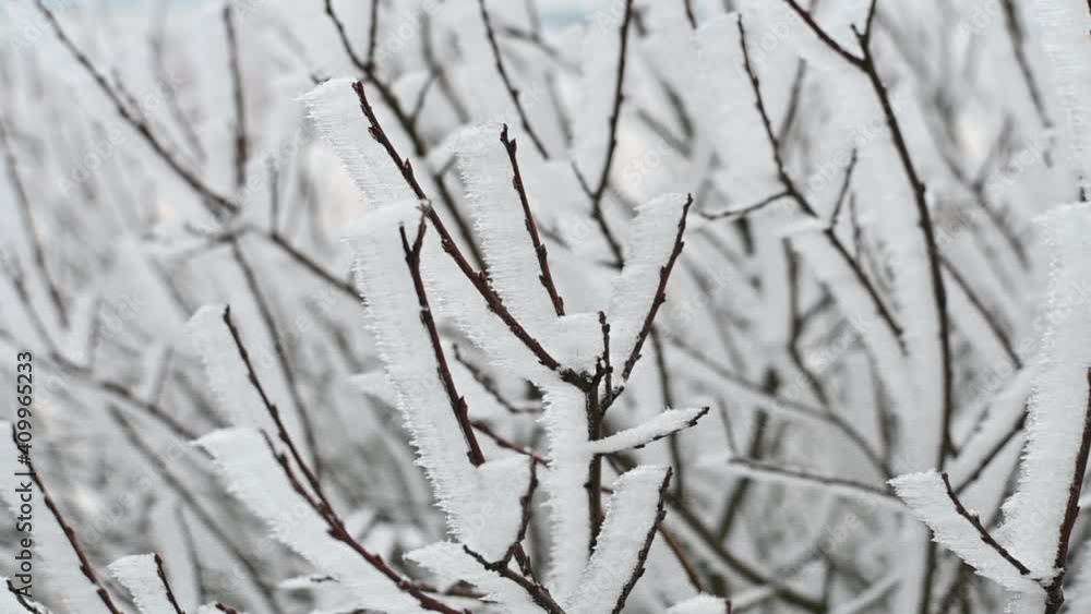 Detail circle pan shot frozen branches snow winter cold close up Detail circle pan shot frozen branches snow winter cold close up
