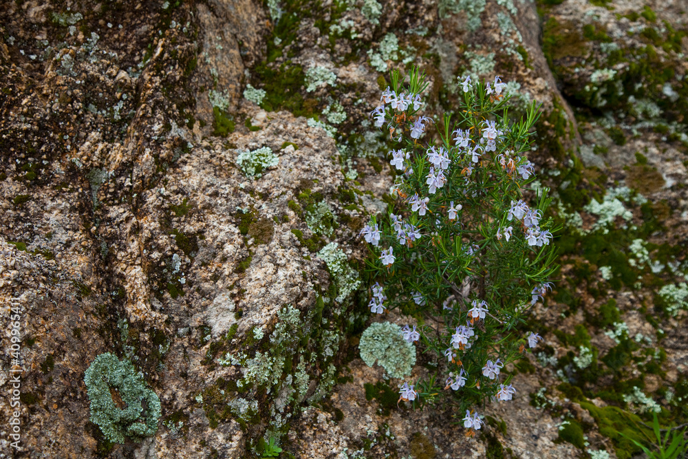 Romero en flor, Parque Natural Sierra de Andújar, Jaen, Andalucía, España Romero en flor, Parque Natural Sierra de Andújar, Jaen, Andalucía, España