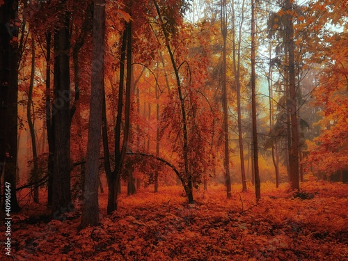 Atmospheric autumn forest in the fog. Yellow and orange leaves on the trees in the morning forest. Beautiful background. © Nazarii