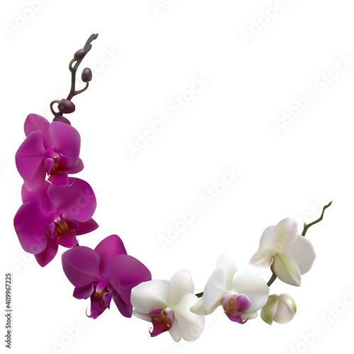 Tropical flowers. Orchids. Isolated. Branches. Pink. Purple. White.